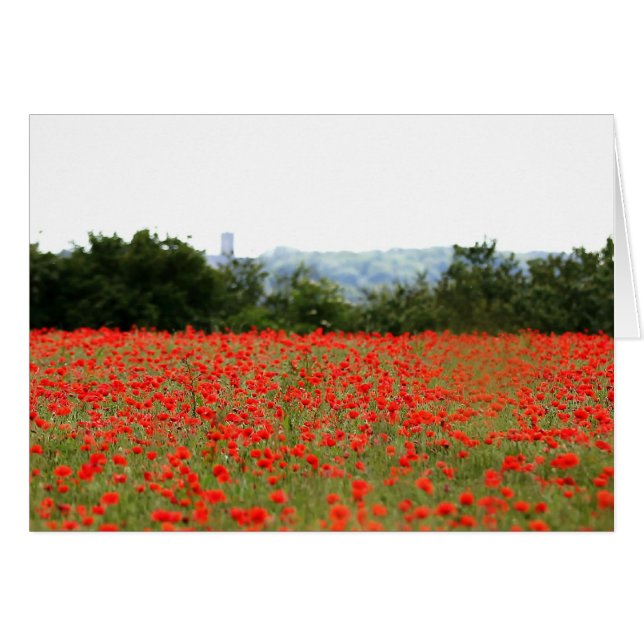 Champ de pavots (Devant horizontal)