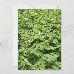 Champ de pomme de terre