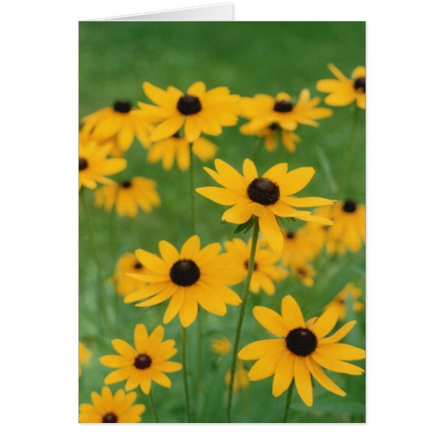 Champ de Susies de Black Eyed (Devant)