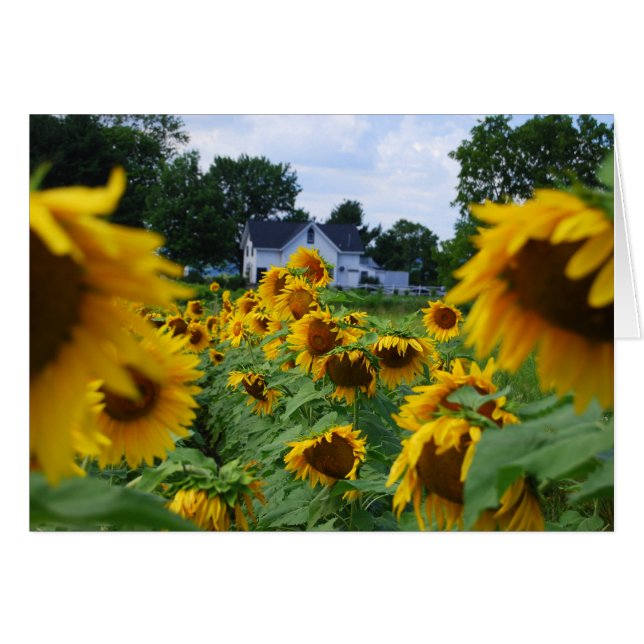 Champ de tournesol avec carte de ferme (Devant horizontal)