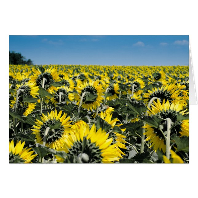 Champ de tournesols (Devant horizontal)