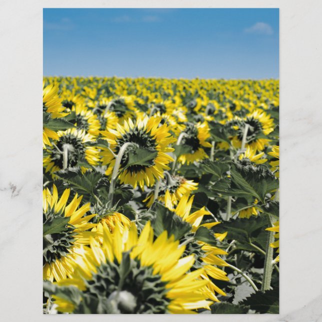 Champ de tournesols (Devant)