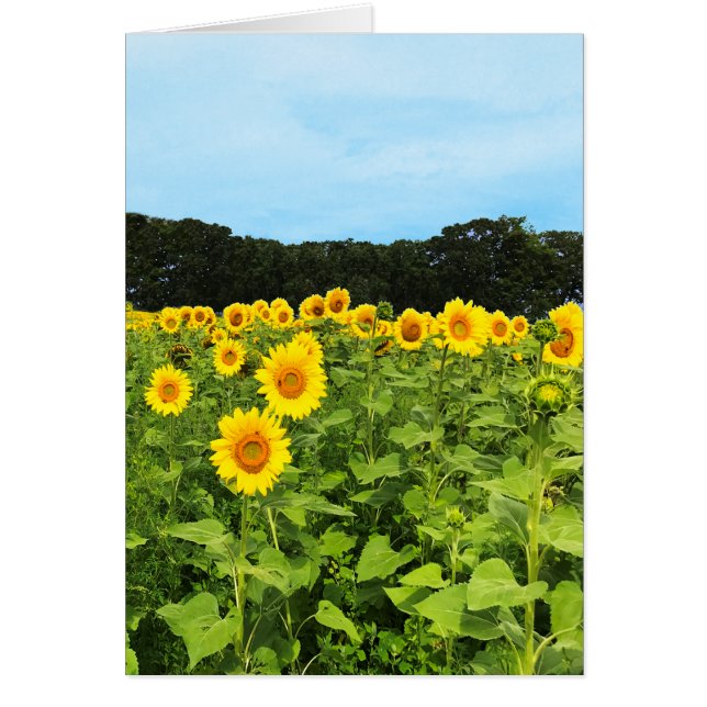 Champ de tournesols (Devant)
