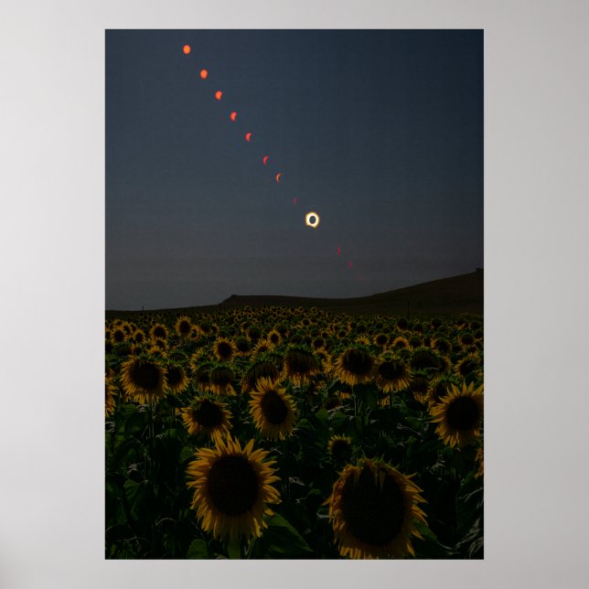 Champ de tournesols célestes - Impression d'art  (Devant)