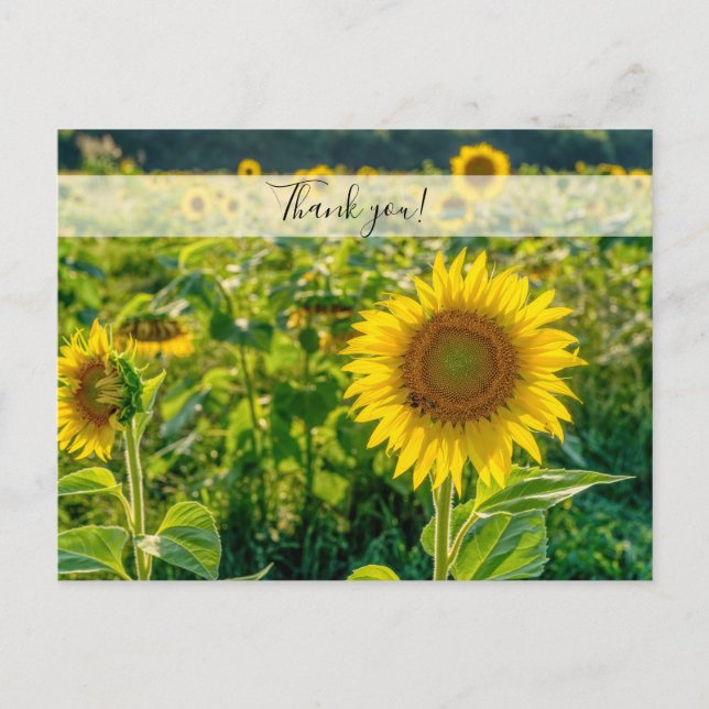 Champ de Tournesols Dorés Carte Postale de Remerci (Devant)