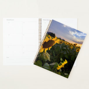 Champ de tournesols en fleurs