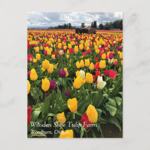 Champ de tulipe avec vieux tracteur, carte postale