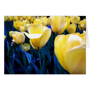 champ de tulipe jaune