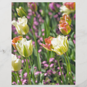 Champ de tulipes