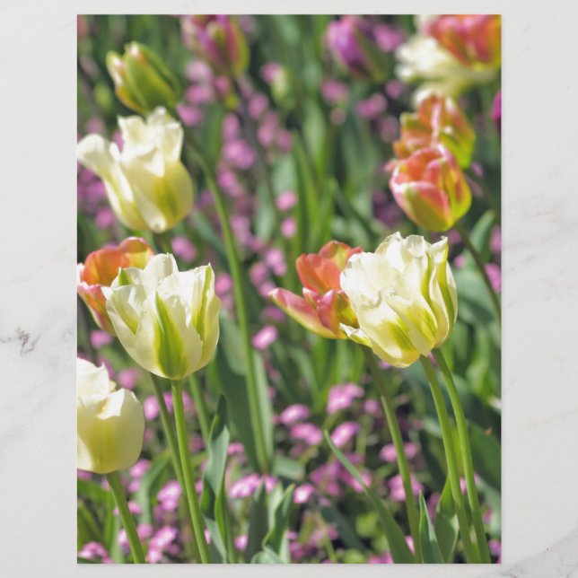 Champ de tulipes (Devant)