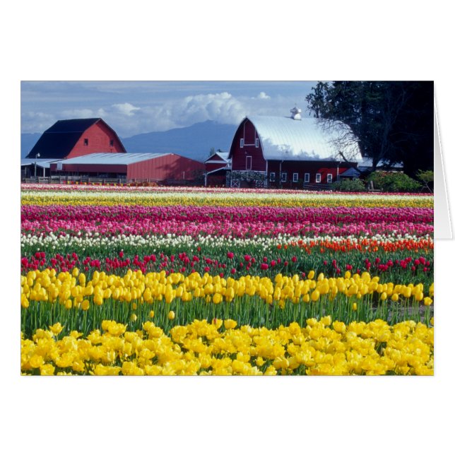 Champ de tulipes (Devant horizontal)