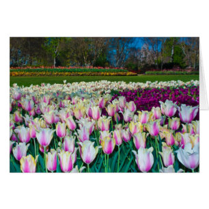 Champ de tulipes