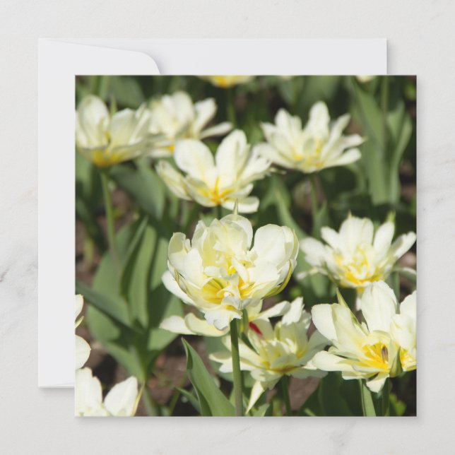 Champ de tulipes blanches (Devant)