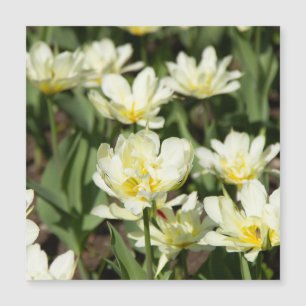 Champ de tulipes blanches Photo