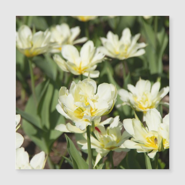 Champ de tulipes blanches Photo (Devant)