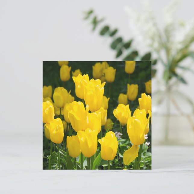 Champ de tulipes jaune vif (Debout devant)