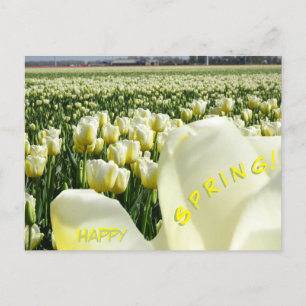 Champ de Tulipes Jaunes Bleu Bonne Carte postale P