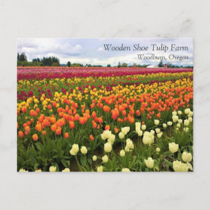 Champ de tulipes magnifique, Oregon Carte postale