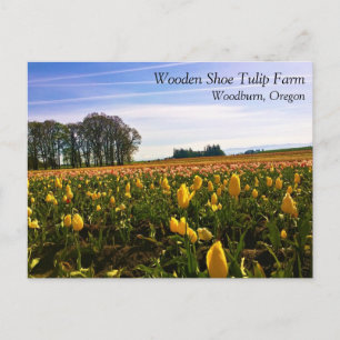 Champ de tulipes magnifiques, carte postale de l'O