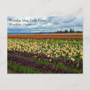 Champ de tulipes magnifiques, Oregon Carte postale