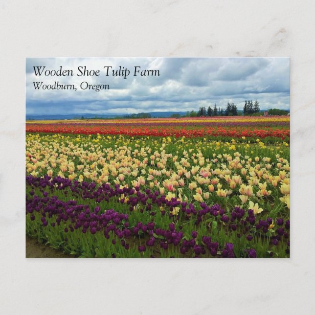 Champ de tulipes magnifiques, Oregon Carte postale (Devant)