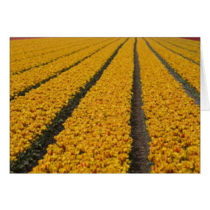 Champ de tulipes, Pays-Bas