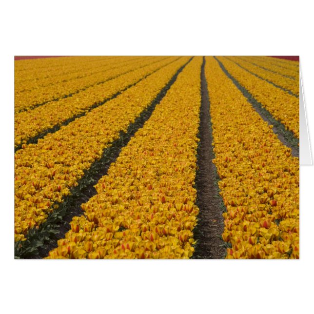 Champ de tulipes, Pays-Bas (Devant horizontal)