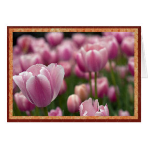 Champ de tulipes roses