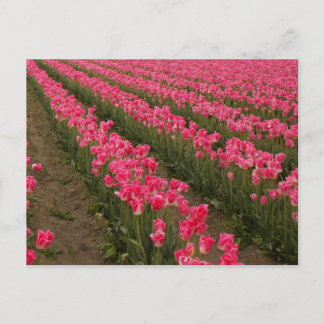 Champ de Tulipes roses photographie sur cartes