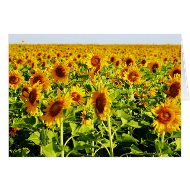 Champ des tournesols (Devant horizontal)