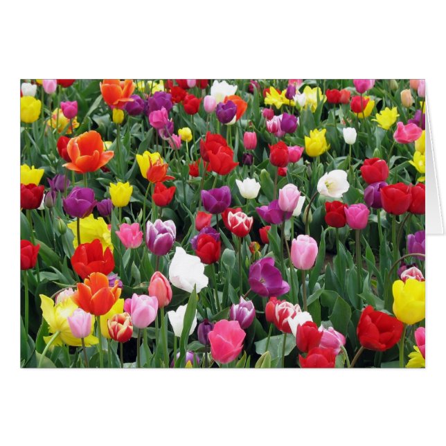 Champ des tulipes colorées (Devant horizontal)