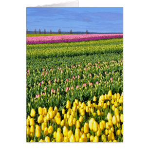 Champ des tulipes de printemps