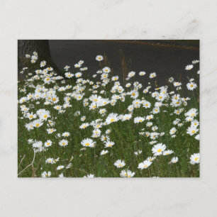 Champ do-it-yourself carte postale