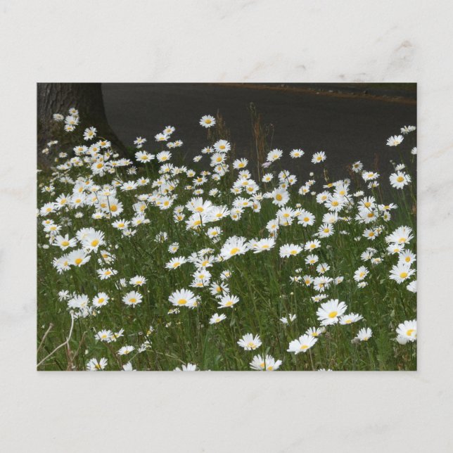 Champ do-it-yourself carte postale (Devant)