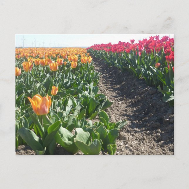 Champ do-it-yourself carte postale Orange and Red  (Devant)