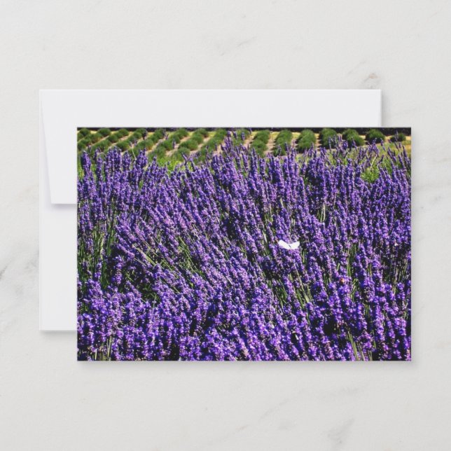 Champ Lavender - Carte pour notes vierge personnal (Devant)