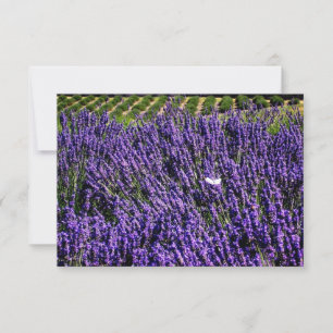 Champ Lavender - Carte pour notes vierge personnal