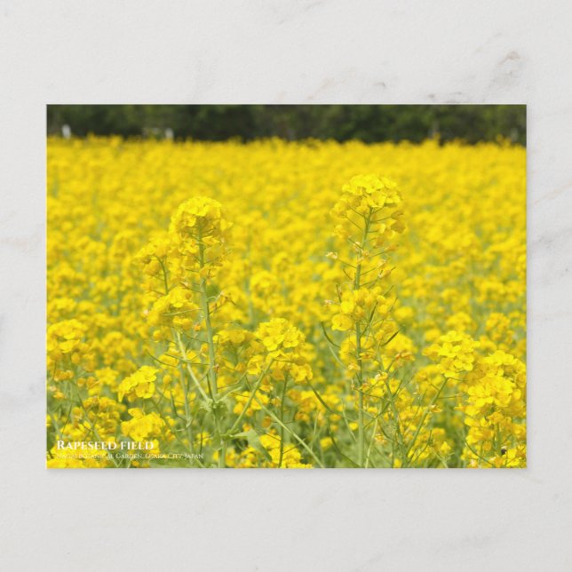 Champ Rapeseed : Carte postale (Devant)