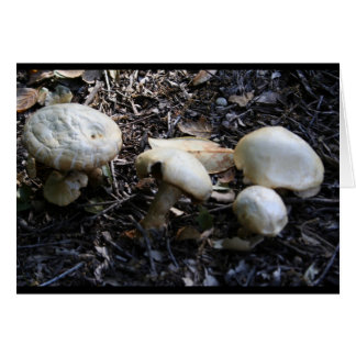 champignon 1