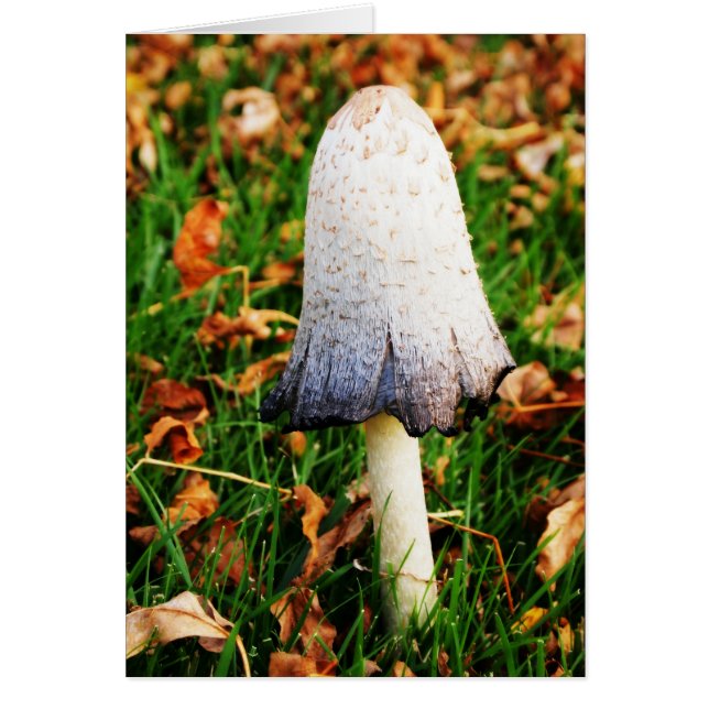 Champignon d'automne (Devant)