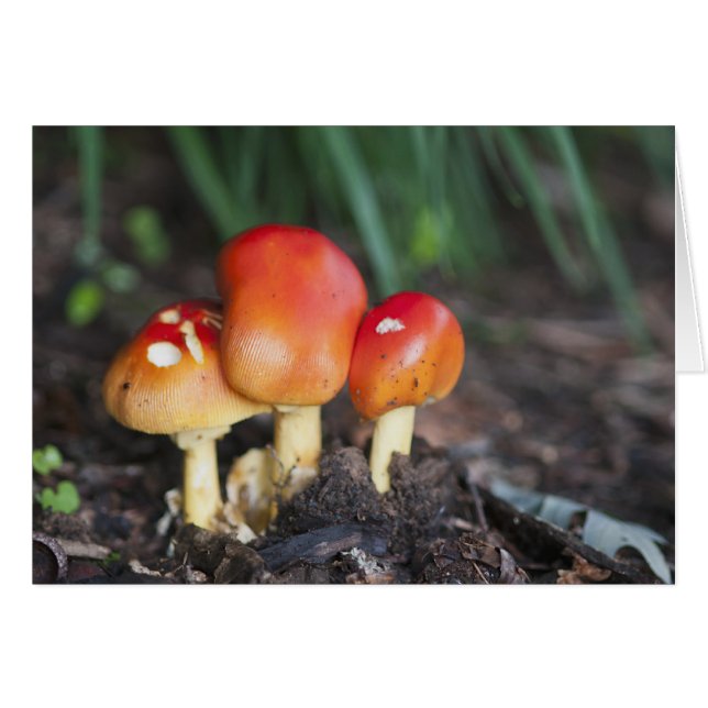 champignon de la famille des Amanita (Devant horizontal)