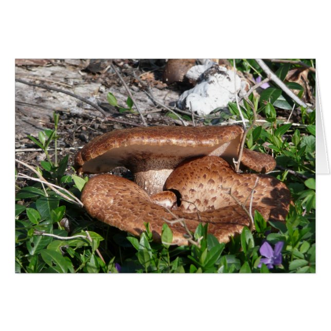 Champignons (Devant horizontal)