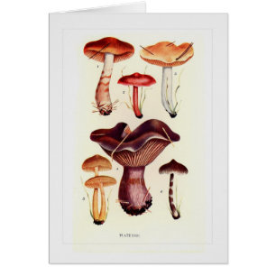 Champignons