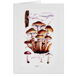 Champignons