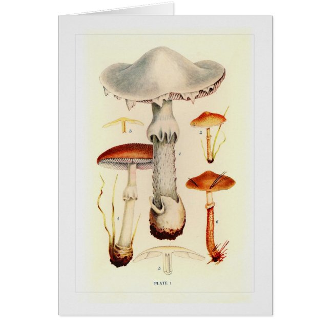 Champignons (Devant)