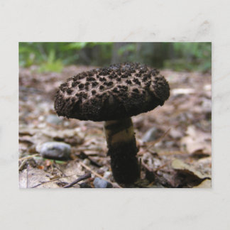 Champignons 146 ~ carte postale