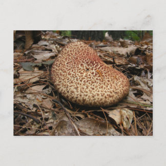 Champignons 149 ~ carte postale