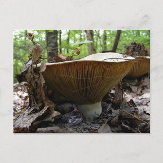 Champignons 161 ~ carte postale
