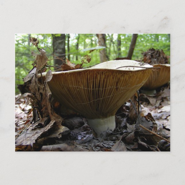 Champignons 161 ~ carte postale (Devant)