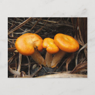 Champignons 299 ~ carte postale